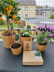 Bloomify Online Pflanzen kaufen