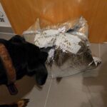 PetsDeli