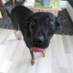 Hundepralinen