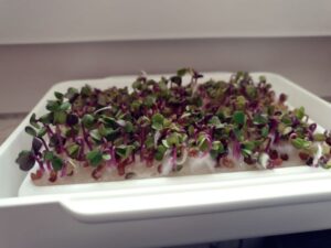 MicroGreen Garden