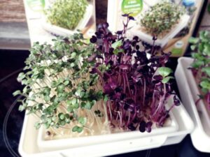 MicroGreen Garden