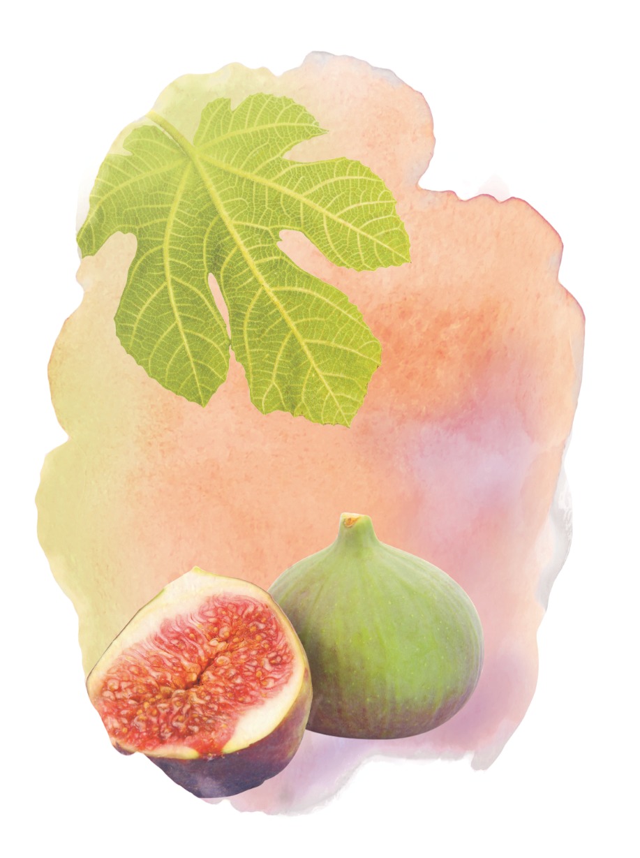 Mediterrane Feige