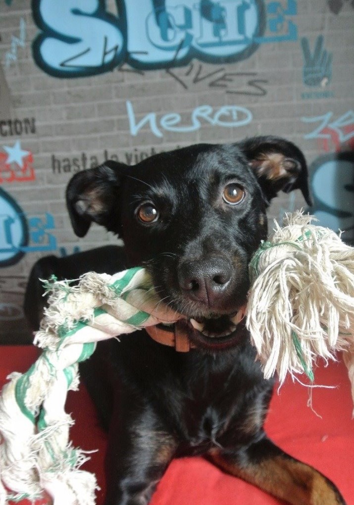 Fitono Dog CBD Hund