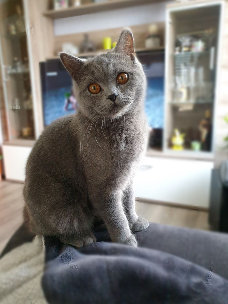 Vom Hund zur Katze – inkl. Horrorszenen