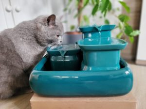 Miaustore Katzenbrunnen