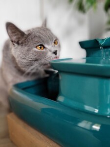Miaustore Katzenbrunnen