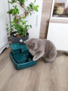 Miaustore Katzenbrunnen