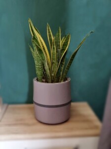 Airy Pot