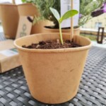 Bloomify Online Pflanzen kaufen