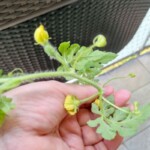 Bloomify Online Pflanzen kaufen