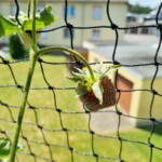Bloomify Online Pflanzen kaufen