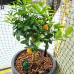 Bloomify Online Pflanzen kaufen