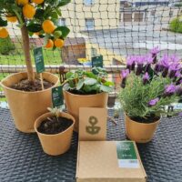 Bloomify Online Pflanzen kaufen