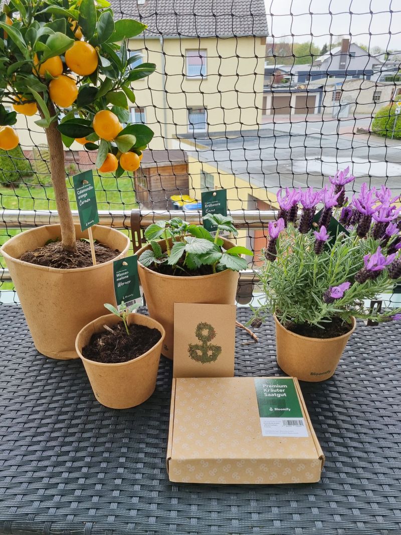 Blumen online bei Bloomify bestellen